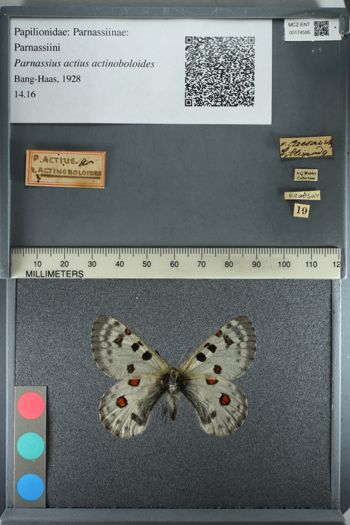 Media type: image;   Entomology 174595